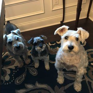 Meet your Posher, Carmen